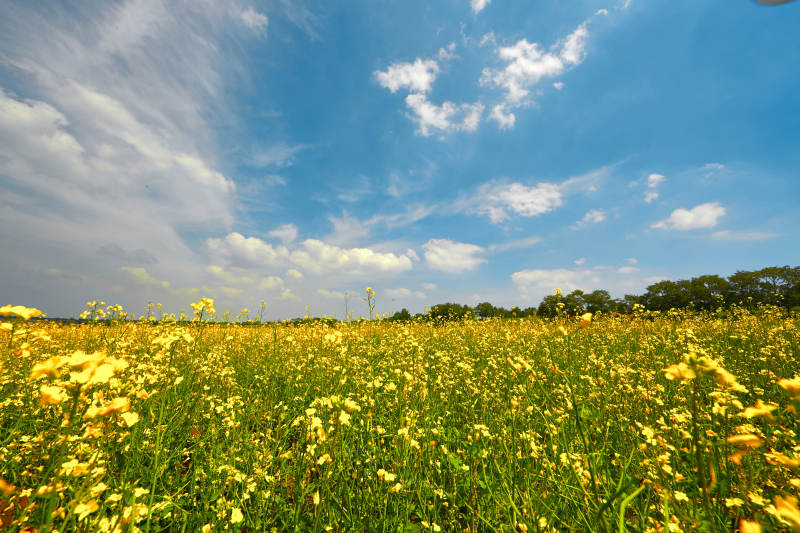 中国河北省张家口沽源县天鹅湖景区油菜花田图片