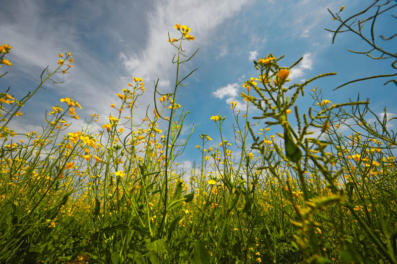 中国河北省张家口沽源县天鹅湖景区油菜花田图片