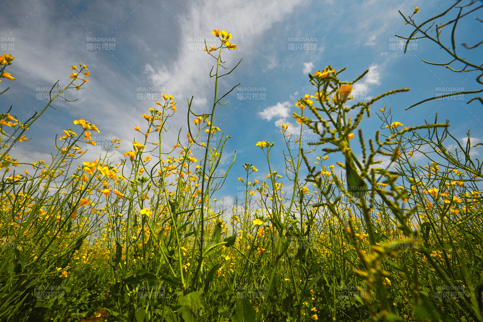 中国河北省张家口沽源县天鹅湖景区油菜花田图片