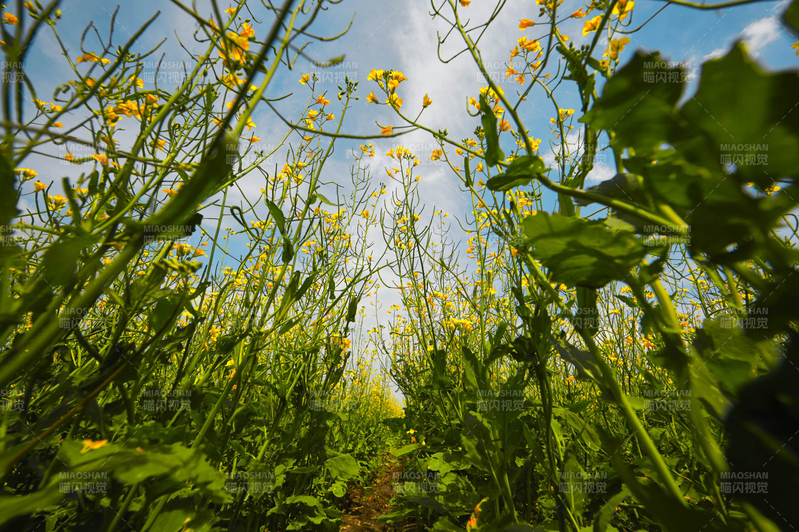 中国河北省张家口沽源县天鹅湖景区油菜花田图片