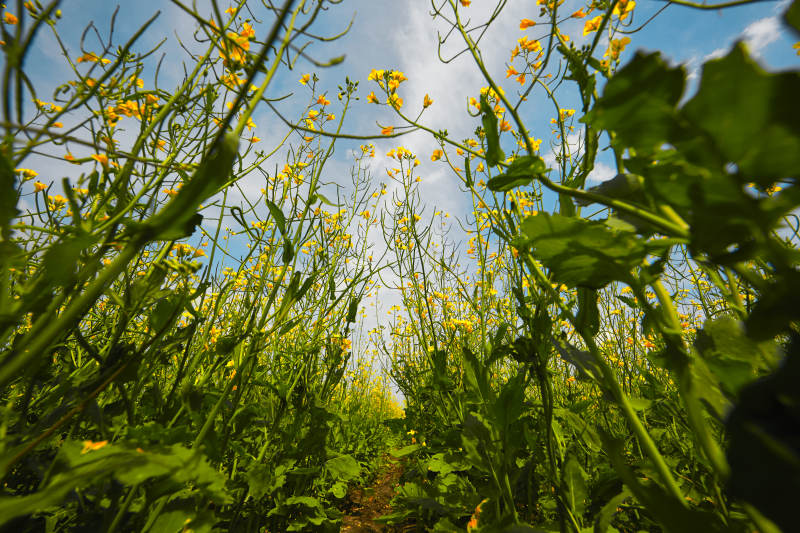 中国河北省张家口沽源县天鹅湖景区油菜花田图片