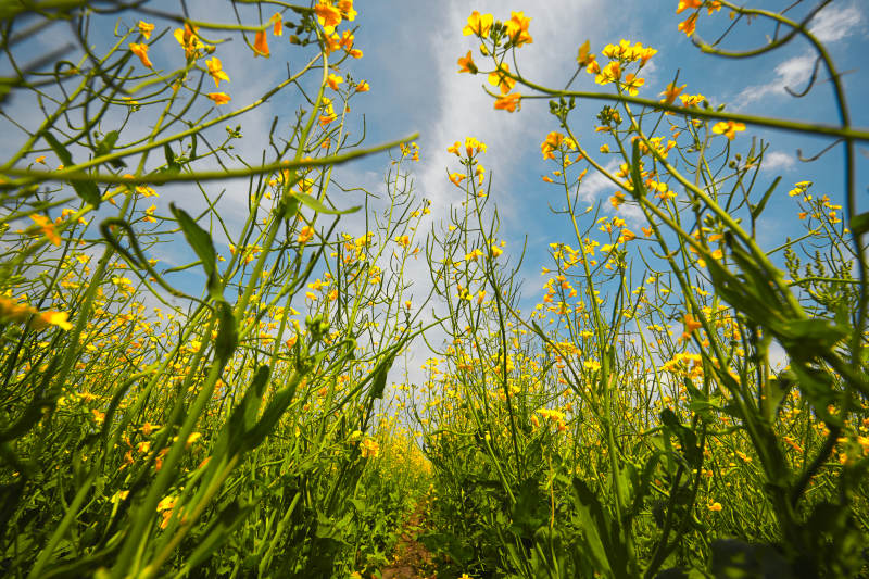 中国河北省张家口沽源县天鹅湖景区油菜花田图片