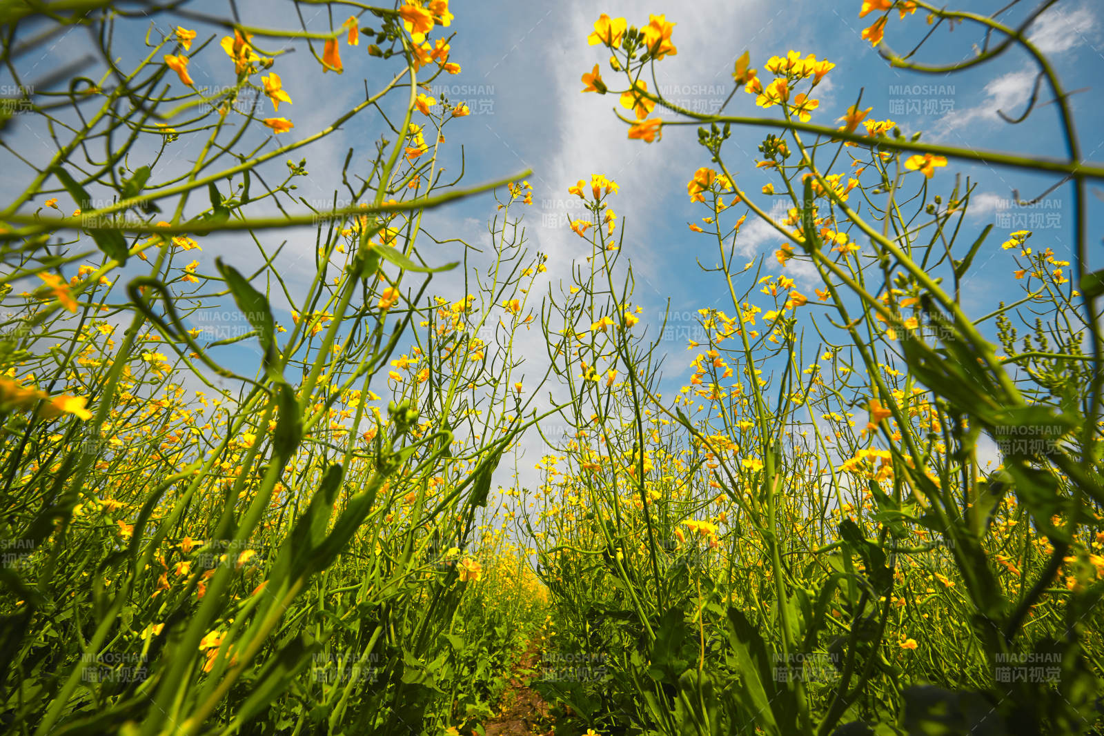 中国河北省张家口沽源县天鹅湖景区油菜花田图片
