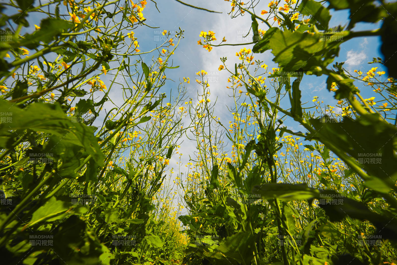 中国河北省张家口沽源县天鹅湖景区油菜花田图片