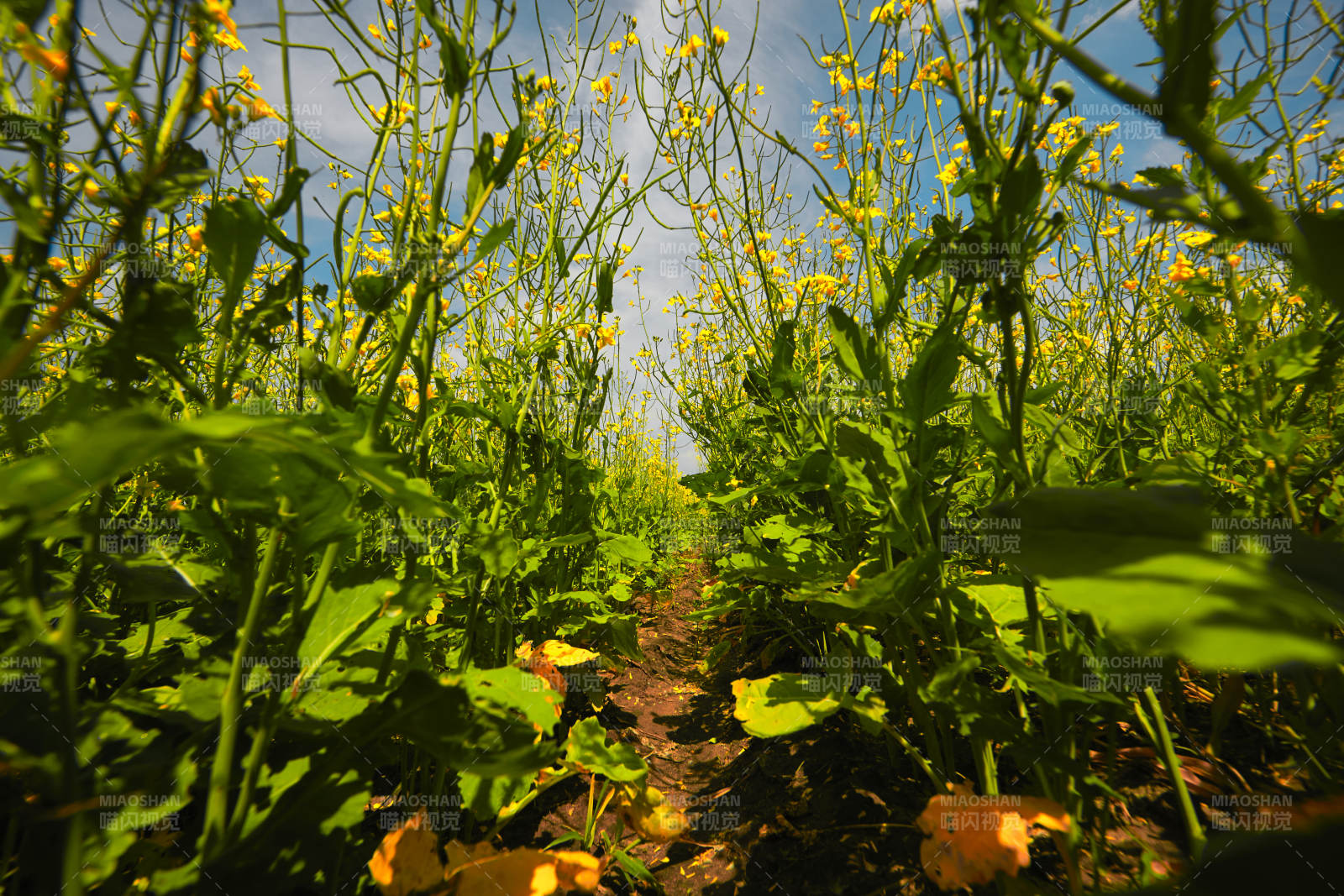 中国河北省张家口沽源县天鹅湖景区油菜花田图片