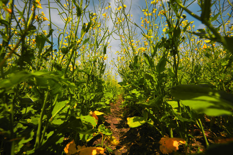 中国河北省张家口沽源县天鹅湖景区油菜花田图片