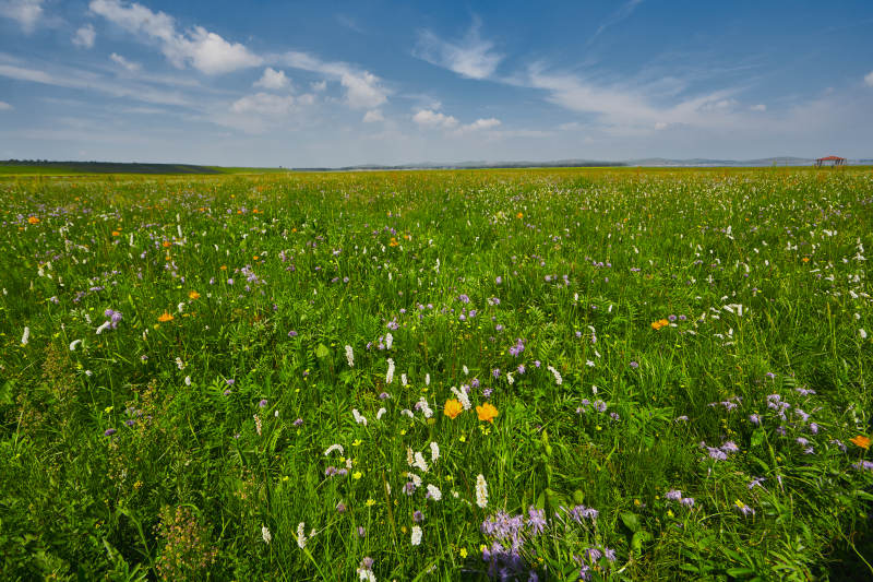 中国河北省张家口沽源县天鹅湖景区湿地花海图片