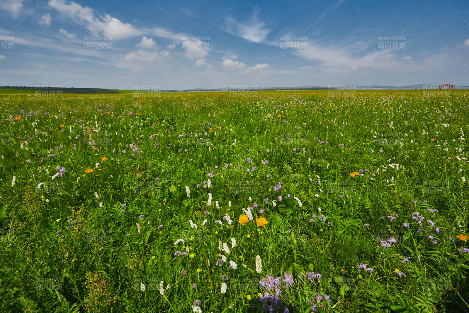 中国河北省张家口沽源县天鹅湖景区湿地花海图片