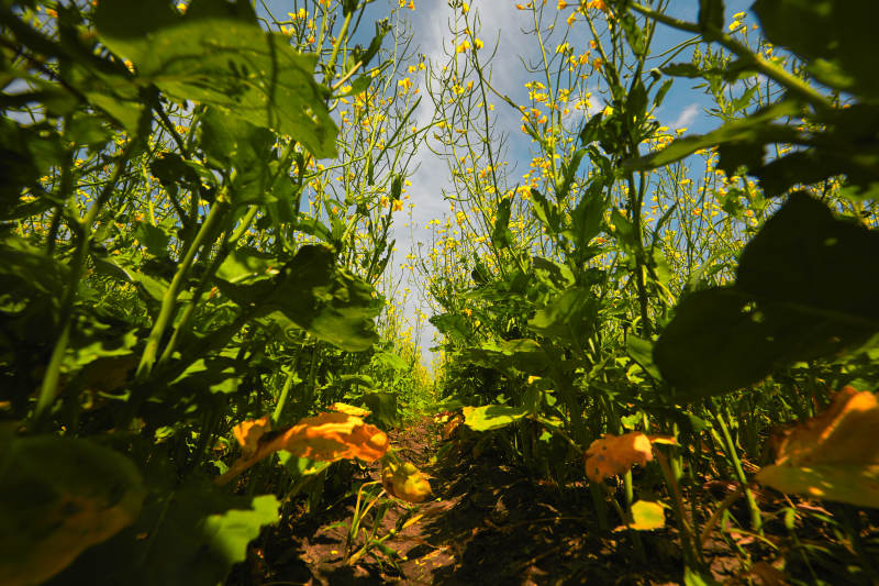 中国河北省张家口沽源县天鹅湖景区油菜花田图片