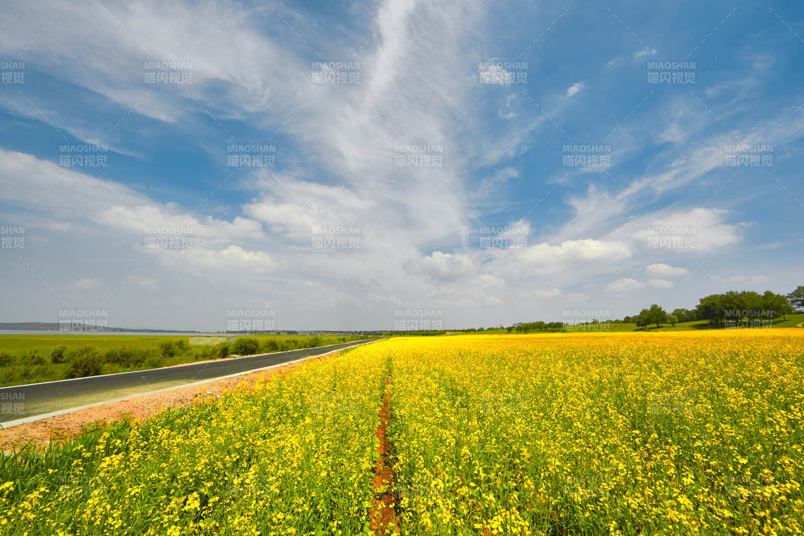 中国河北省张家口沽源县天鹅湖景区油菜花田图片