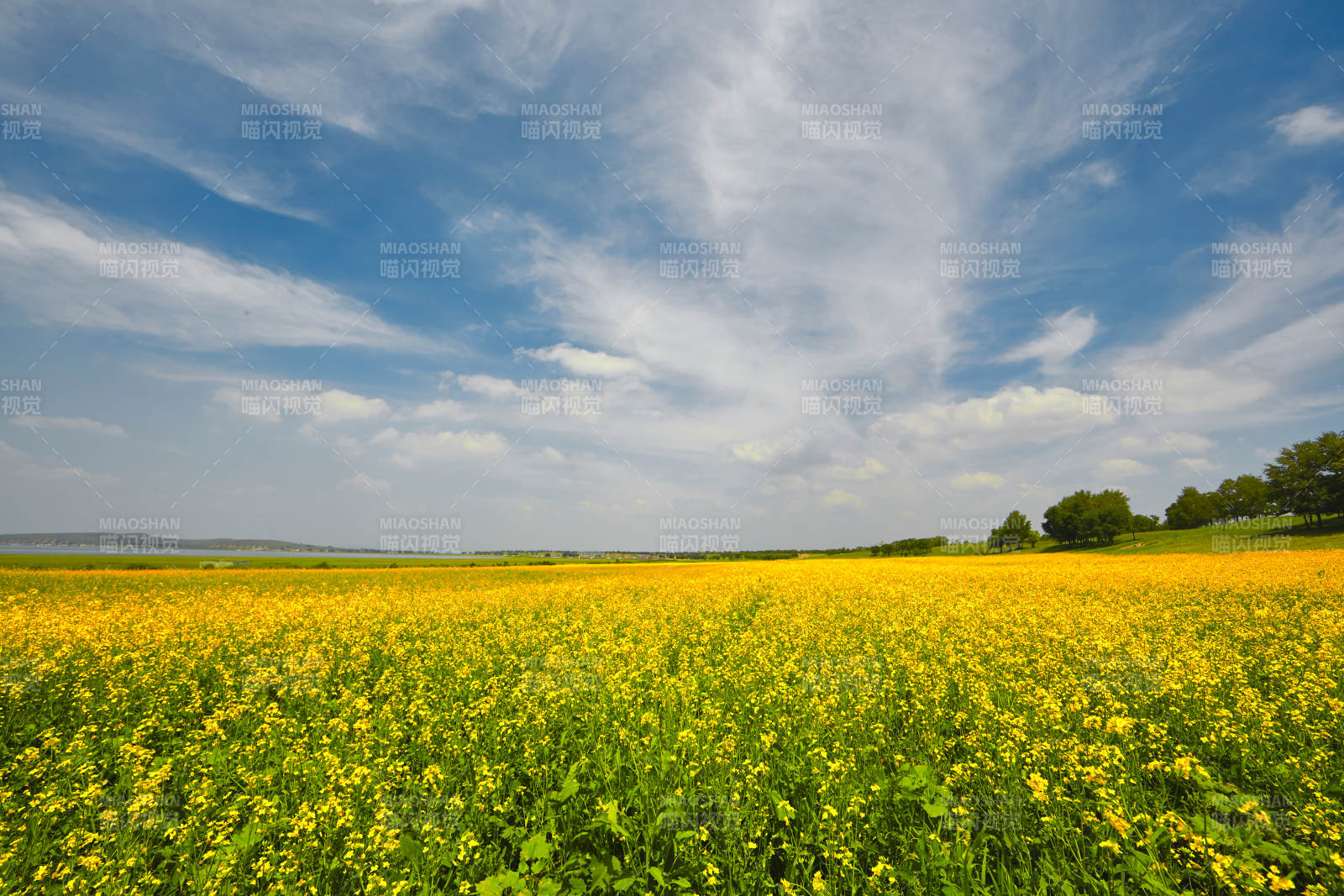 中国河北省张家口沽源县天鹅湖景区油菜花田图片