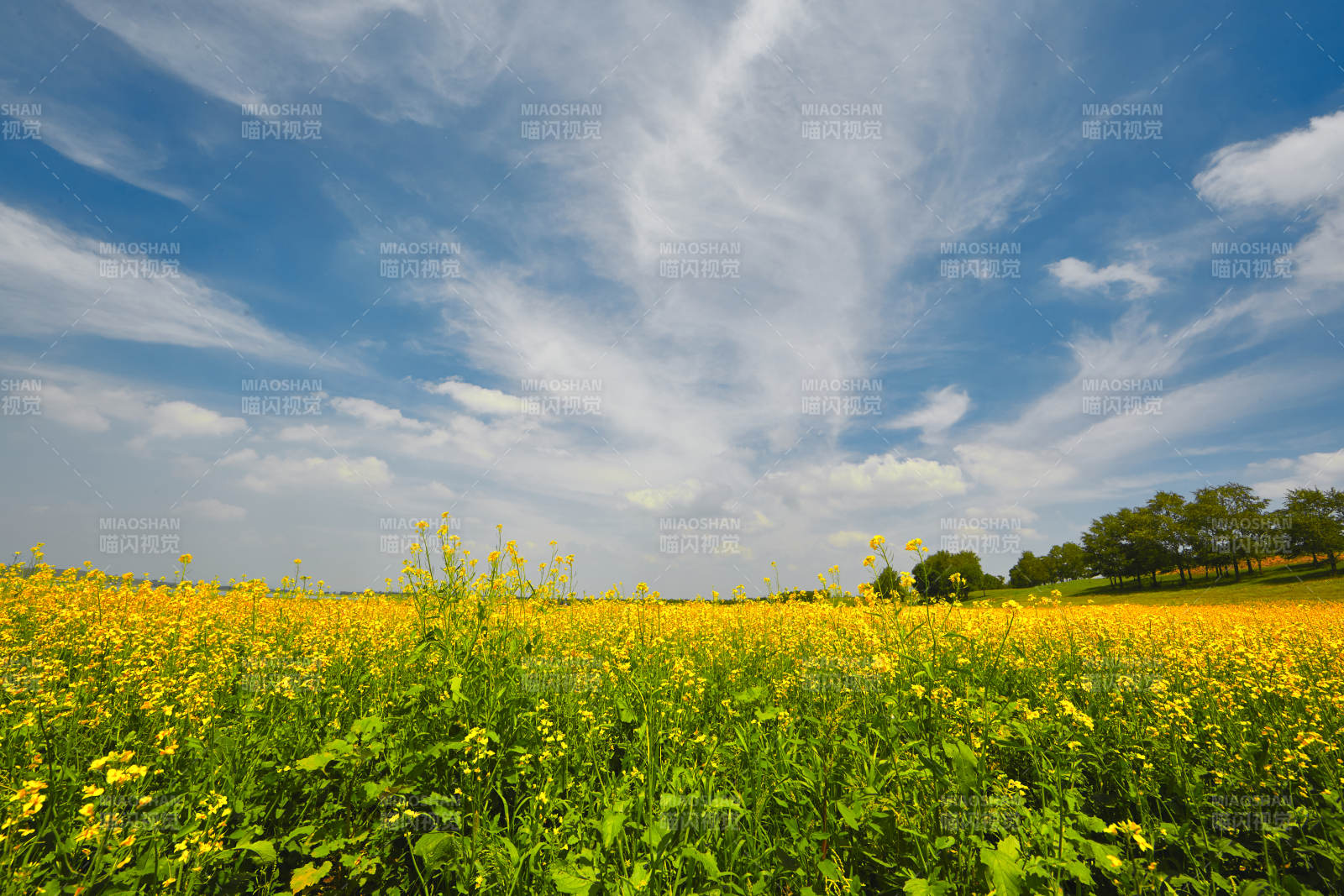 中国河北省张家口沽源县天鹅湖景区油菜花田图片