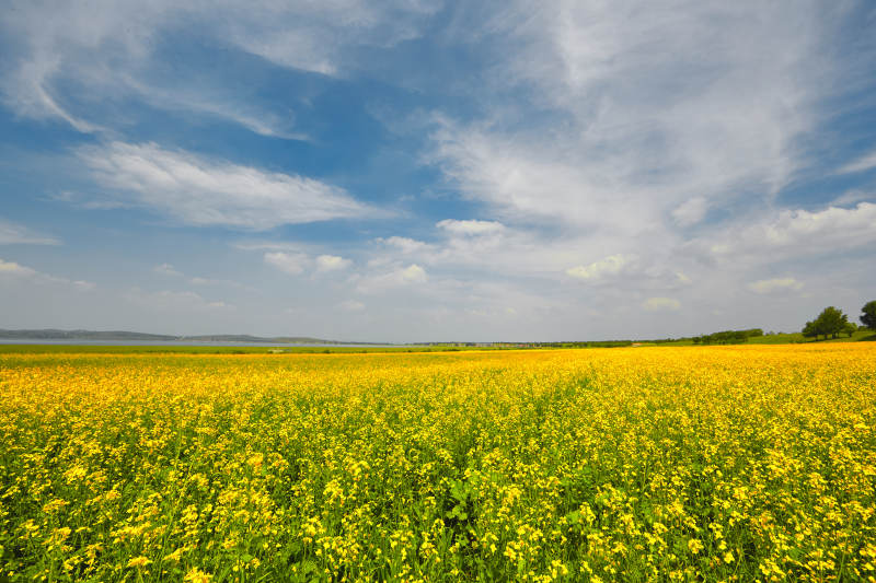 中国河北省张家口沽源县天鹅湖景区油菜花田图片