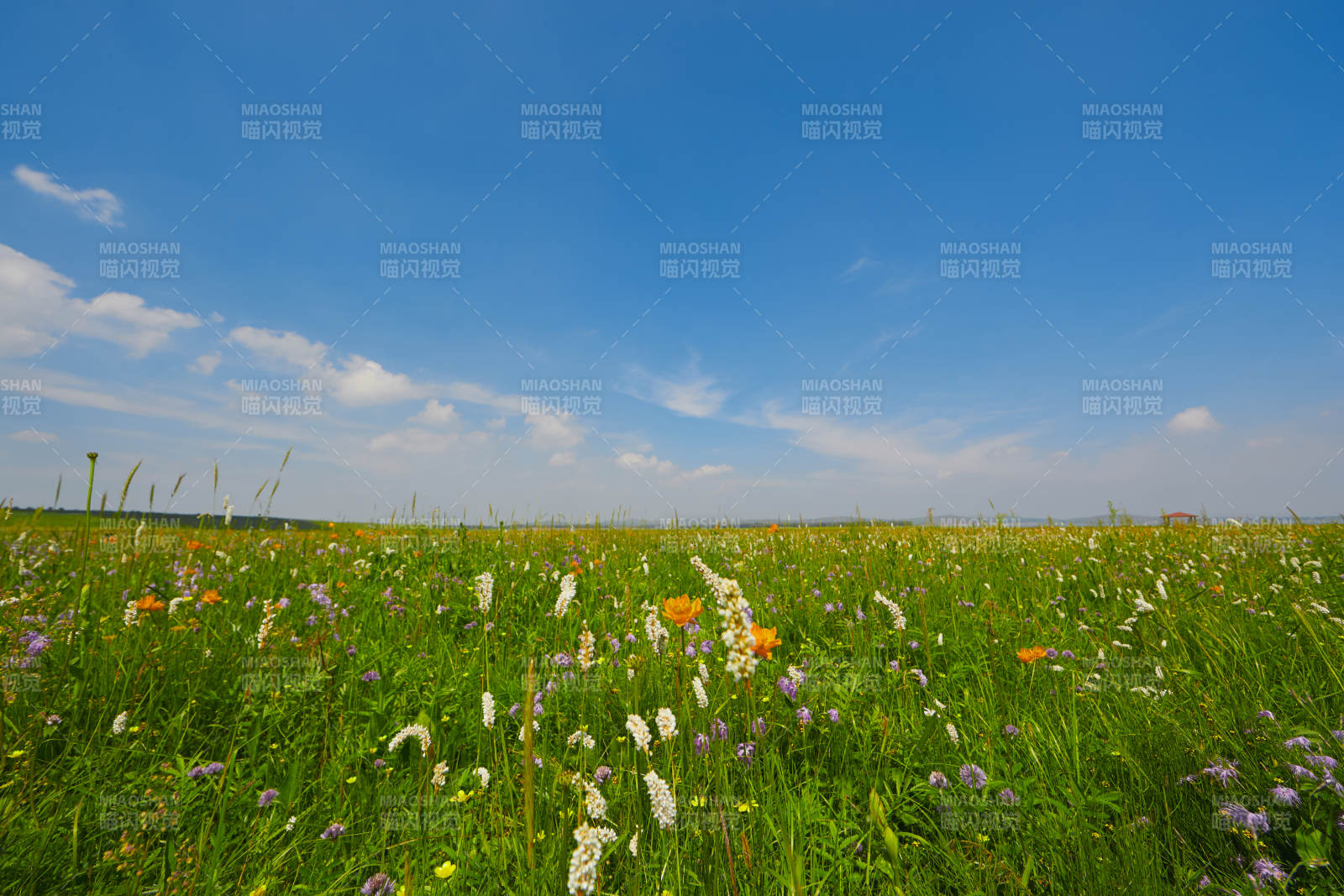 中国河北省张家口沽源县天鹅湖景区湿地花海图片