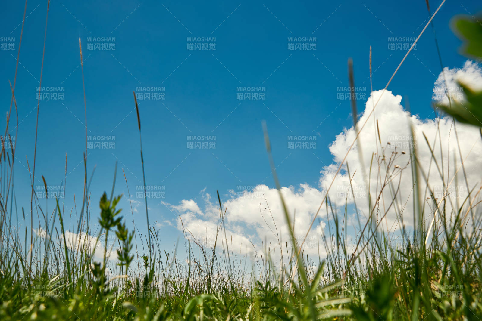 中国河北省张家口沽源县天鹅湖景区湿地花海图片