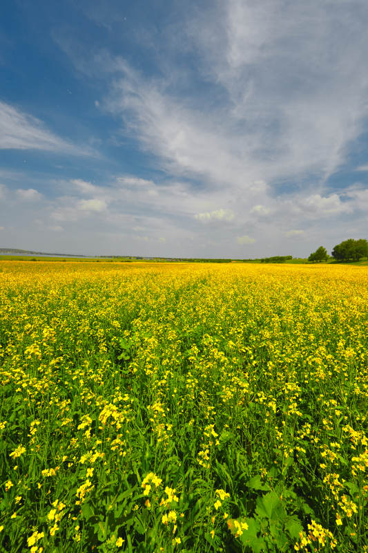 中国河北省张家口沽源县天鹅湖景区油菜花田图片