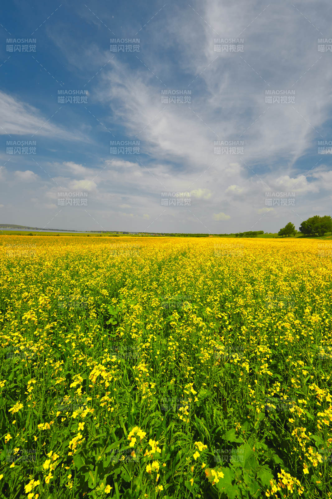 中国河北省张家口沽源县天鹅湖景区油菜花田图片