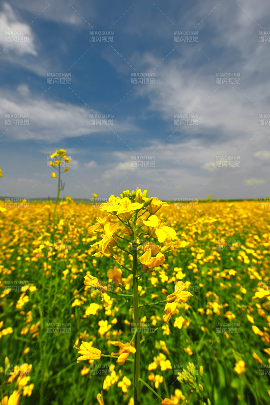 中国河北省张家口沽源县天鹅湖景区油菜花田图片