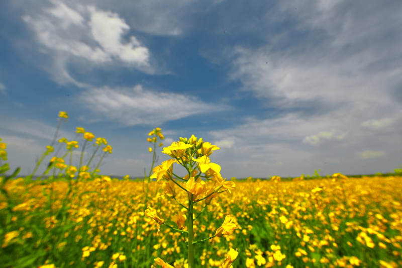 中国河北省张家口沽源县天鹅湖景区油菜花田图片