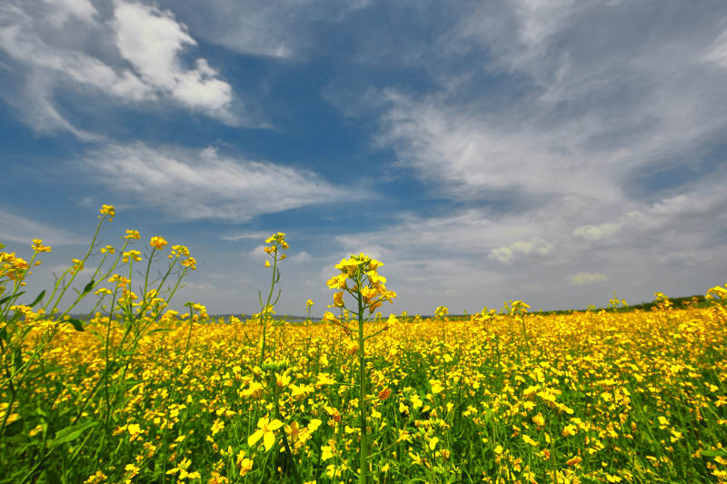 中国河北省张家口沽源县天鹅湖景区油菜花田图片