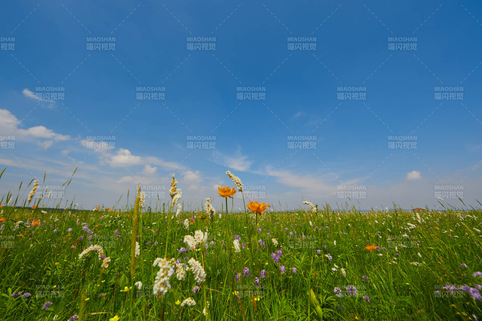 中国河北省张家口沽源县天鹅湖景区湿地花海图片
