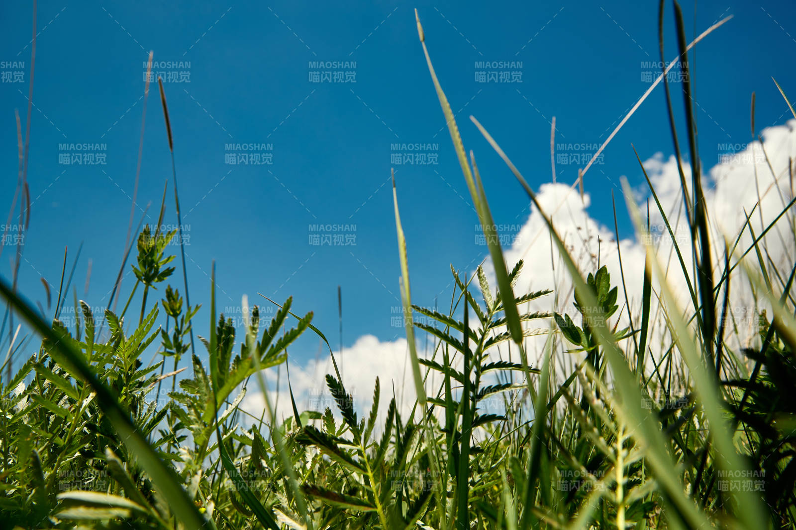 中国河北省张家口沽源县天鹅湖景区湿地花海图片