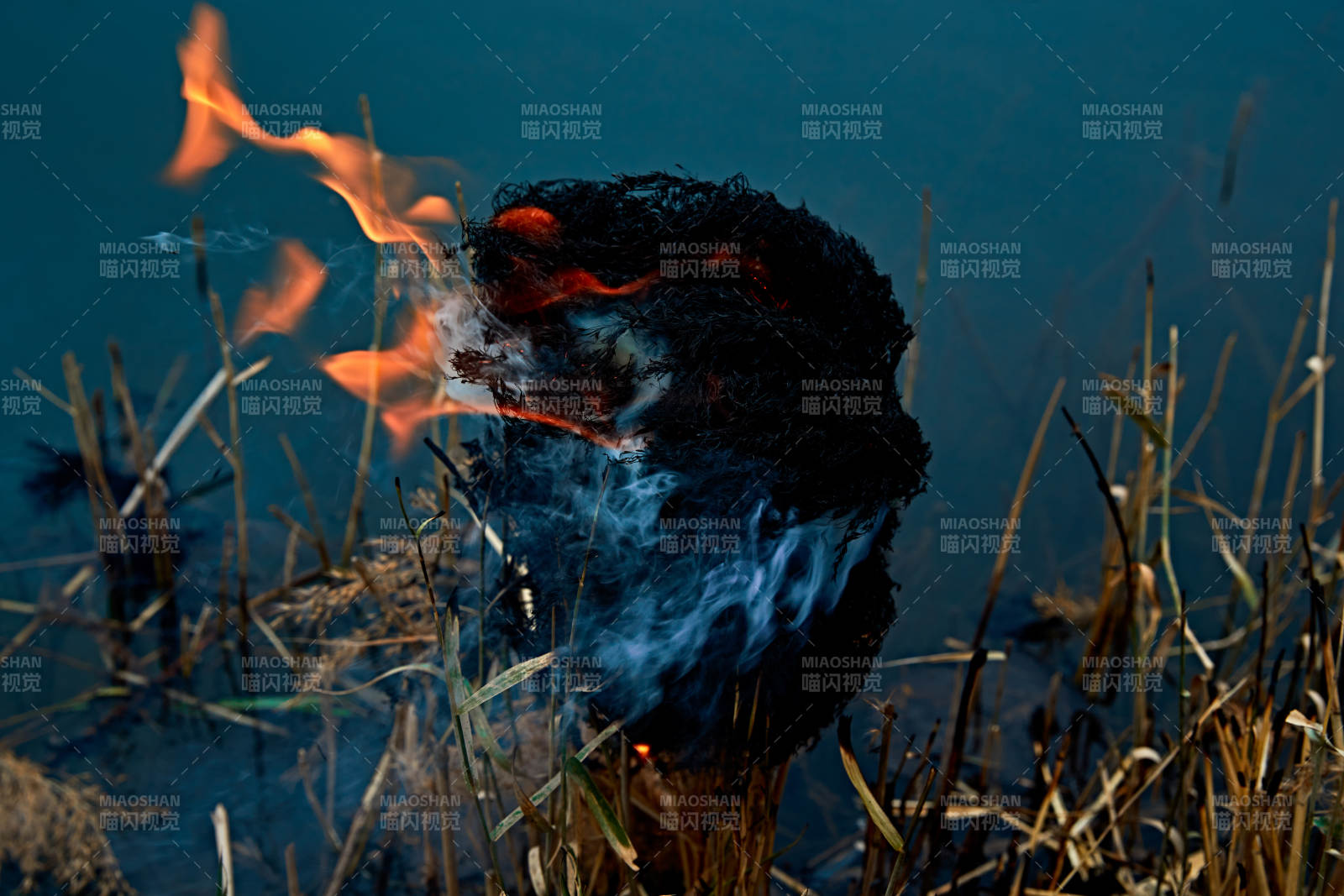 深秋湖边芦苇上燃烧的野火图片