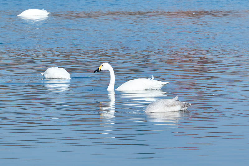 冬季栖息的天鹅图片