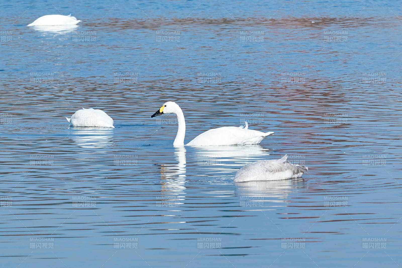 冬季栖息的天鹅图片