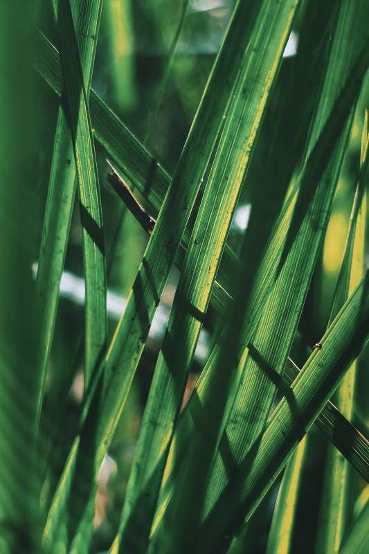 绿叶交错光影图片