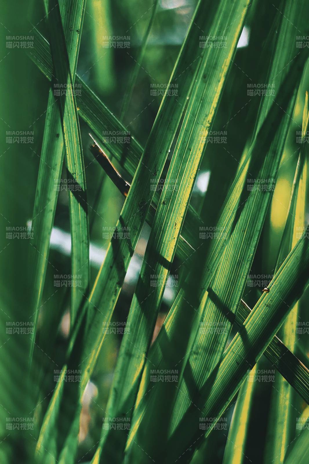 绿叶交错光影图片