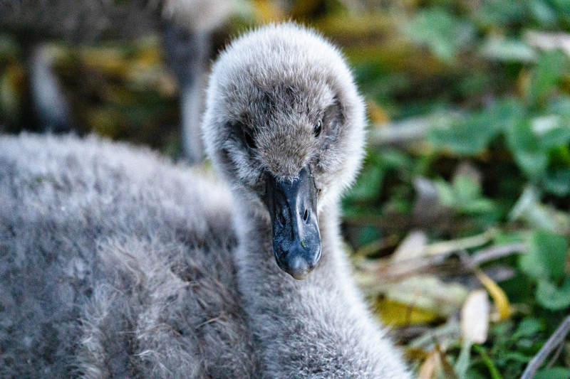 灰羽小天鹅图片
