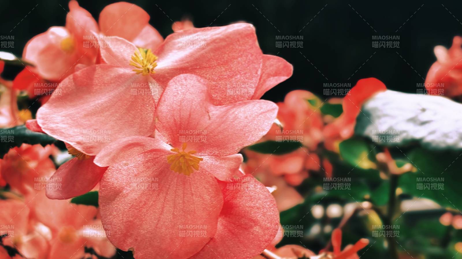 粉红秋海棠绽放图片