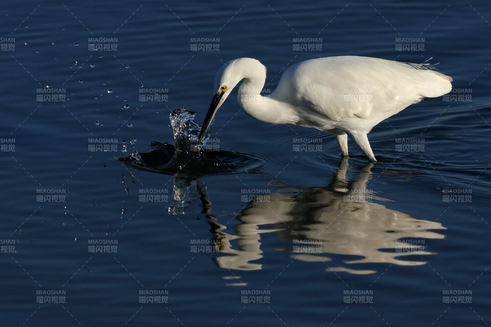 白鹭捕食瞬间图片