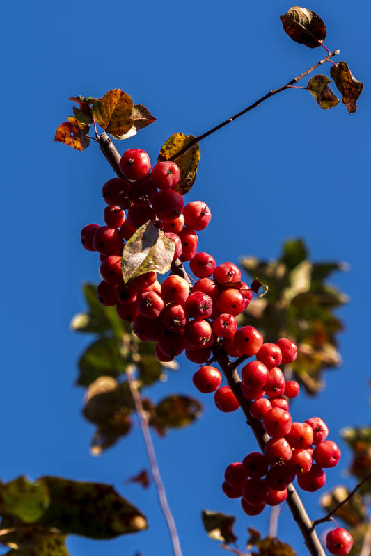 红果缀枝秋意浓图片