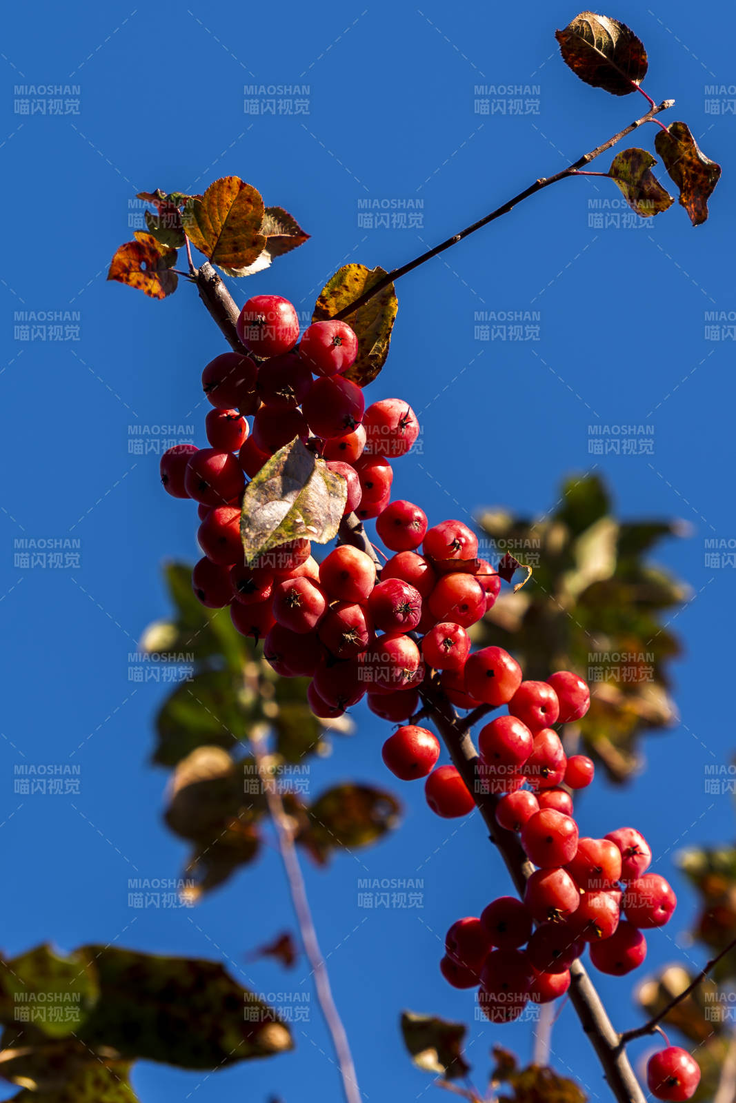 红果缀枝秋意浓图片