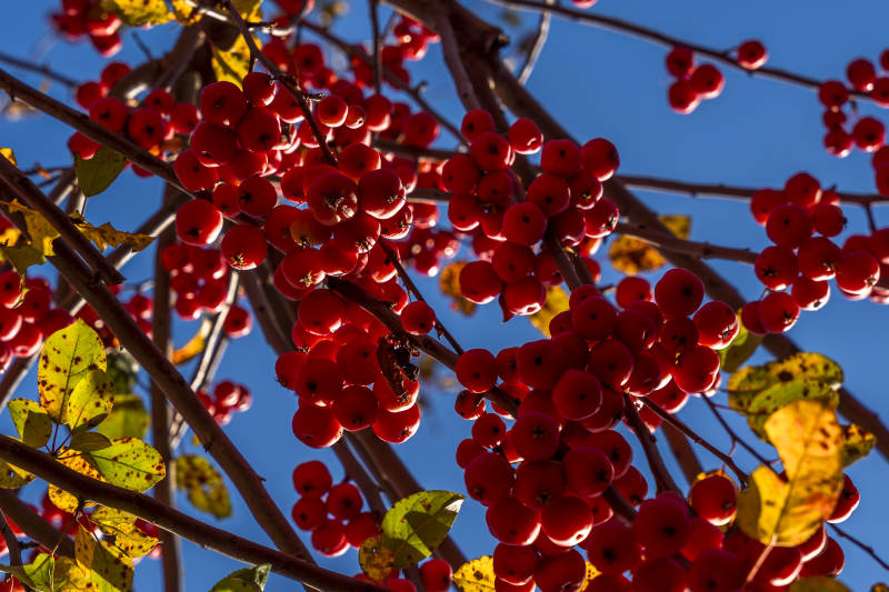 秋日红果映蓝天图片