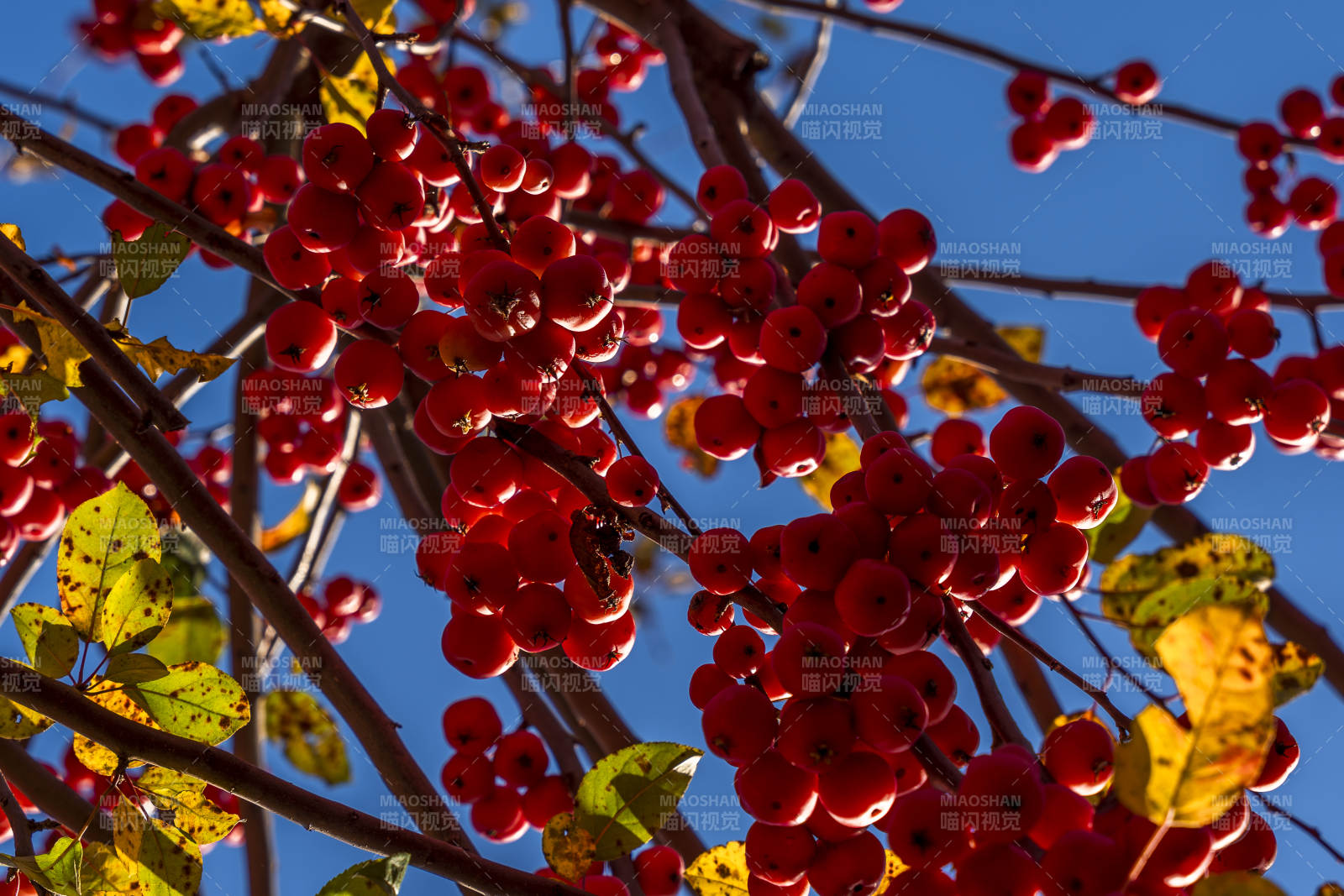 秋日红果映蓝天图片