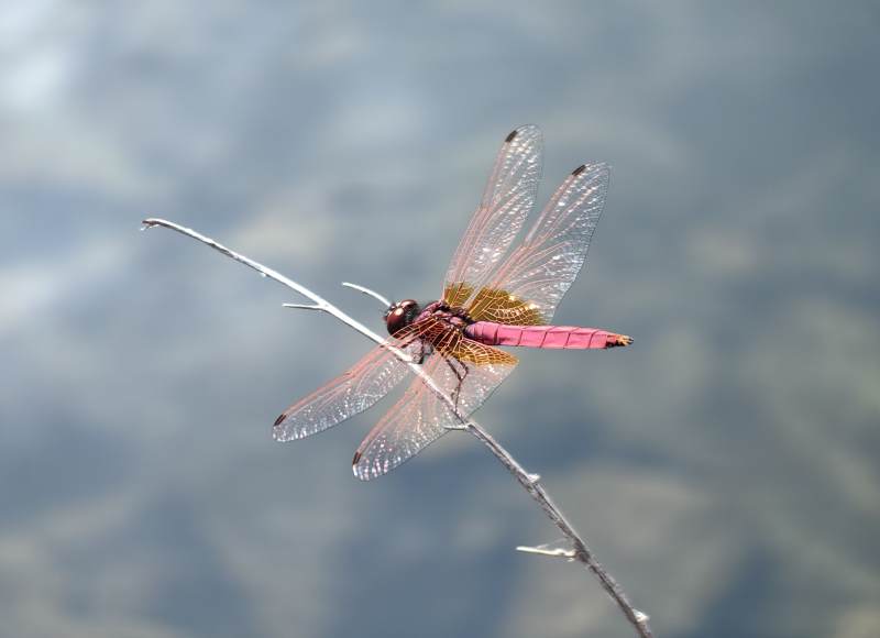 红蜻蜓栖枝头图片