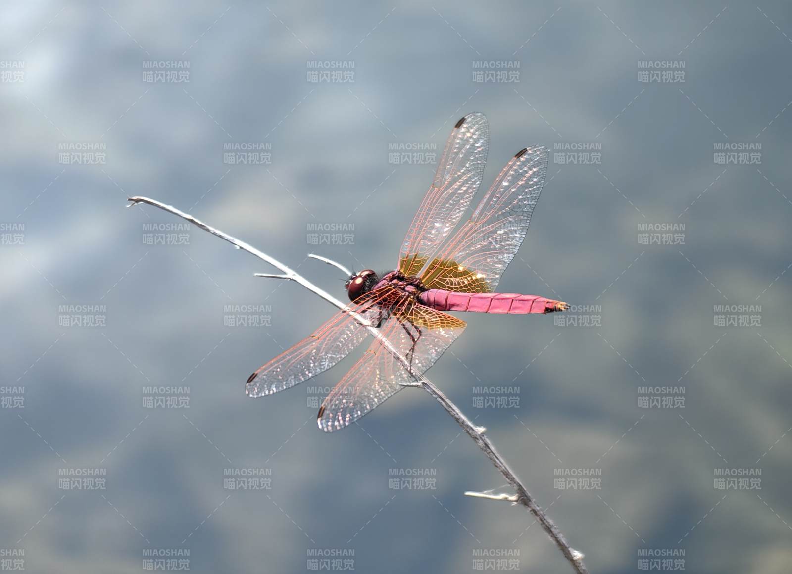 红蜻蜓栖枝头图片