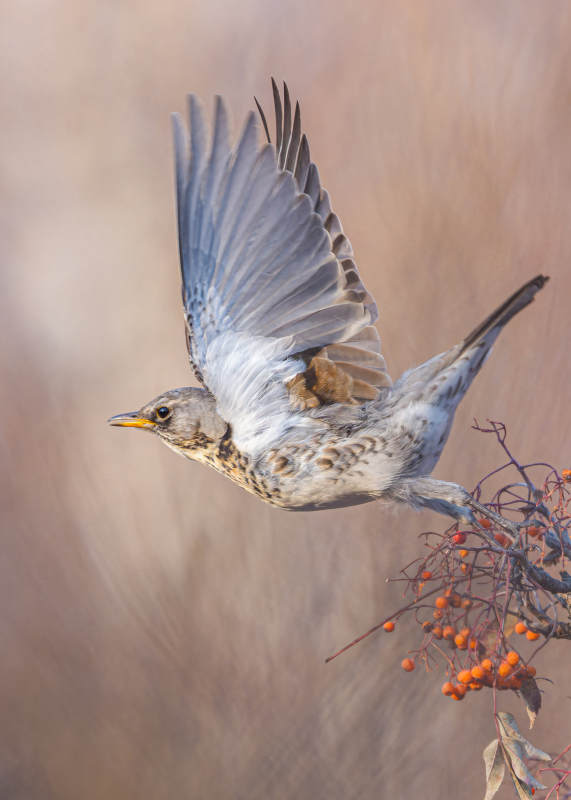 飞鸟掠过红果枝图片