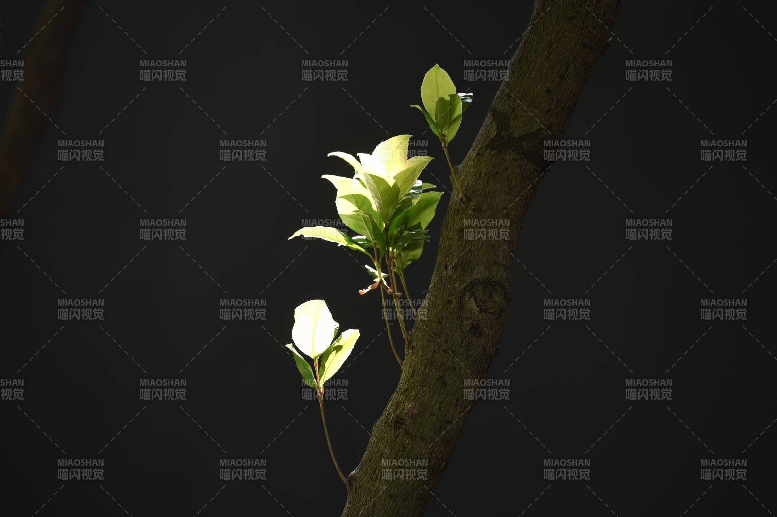 新叶初生 光影斑驳图片