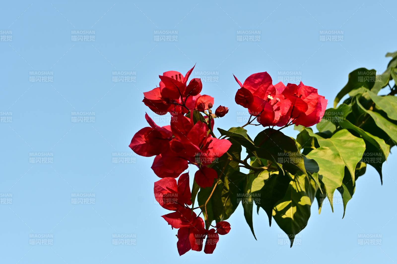 红花绿叶映蓝天图片
