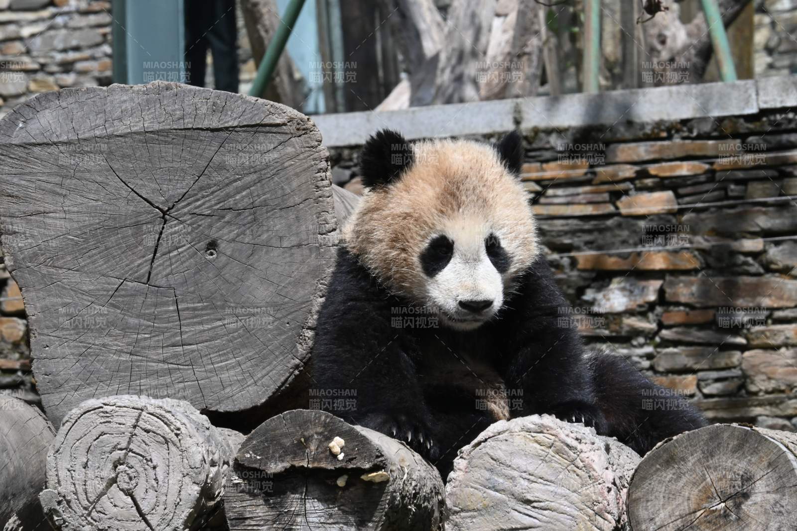 熊猫静坐木桩上图片
