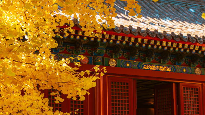 秋叶映古檐图片