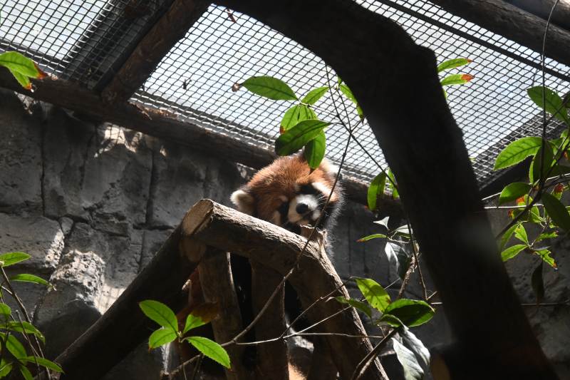红熊猫栖息树上图片