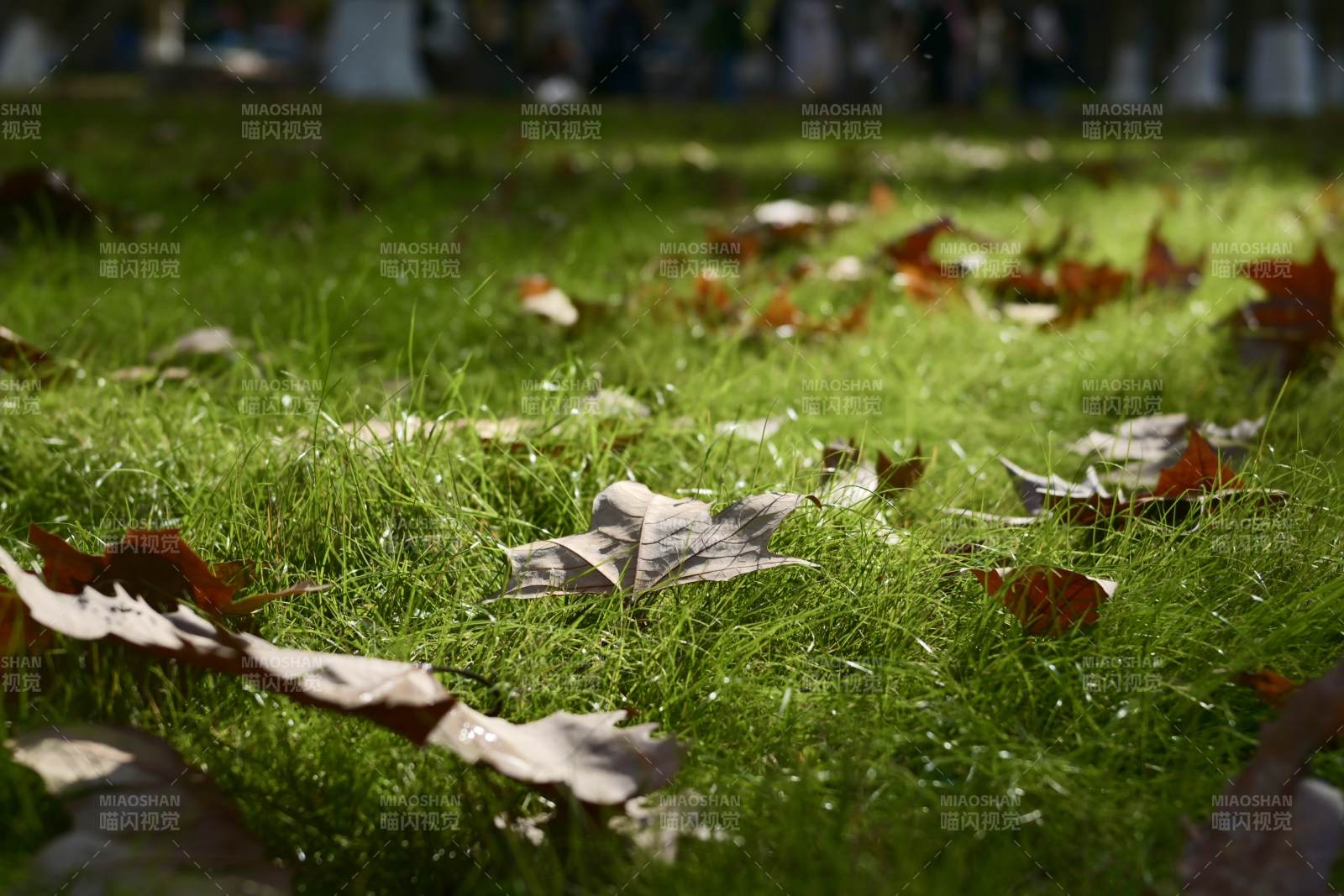 秋叶铺满绿草地图片