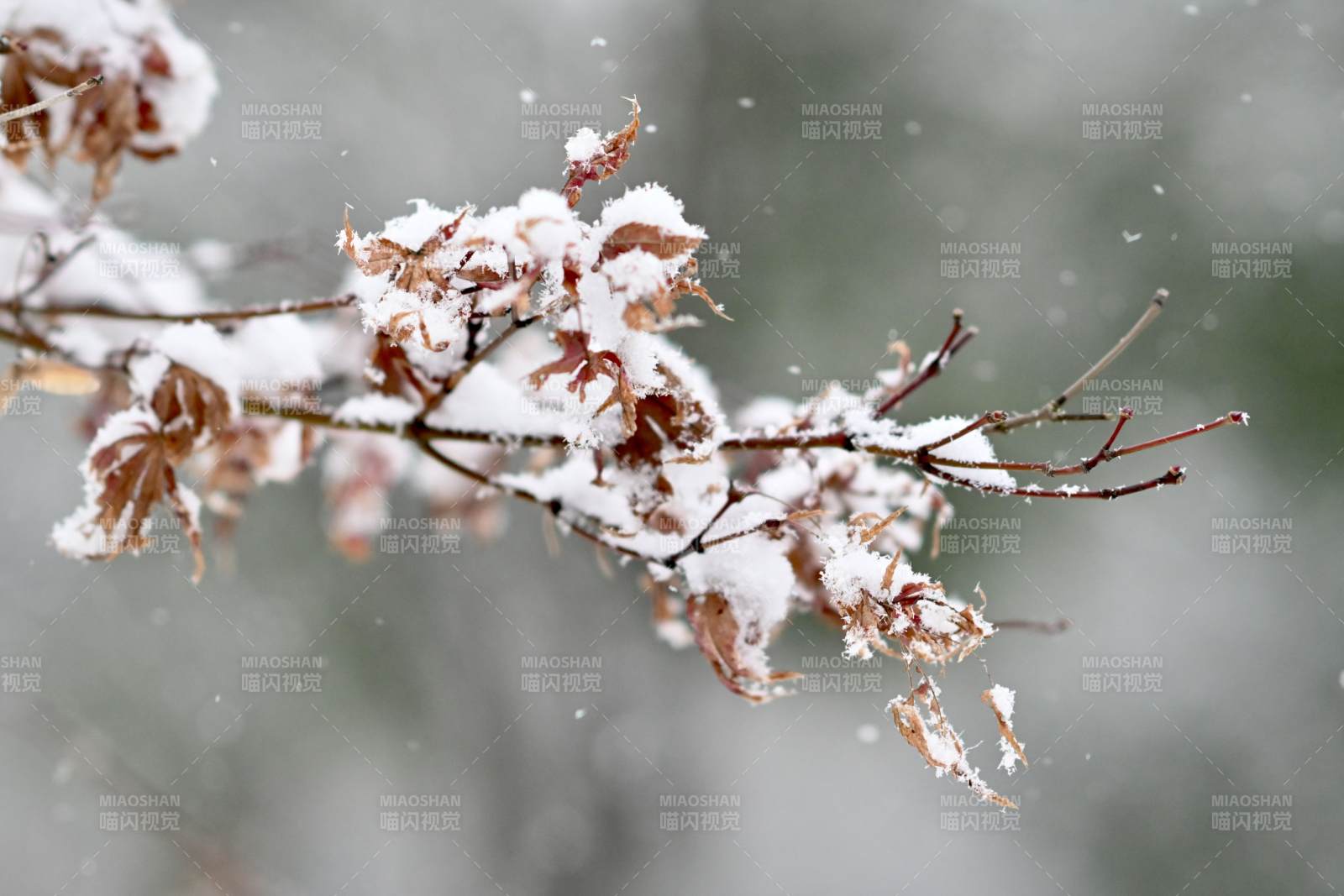 雪落枝头图片