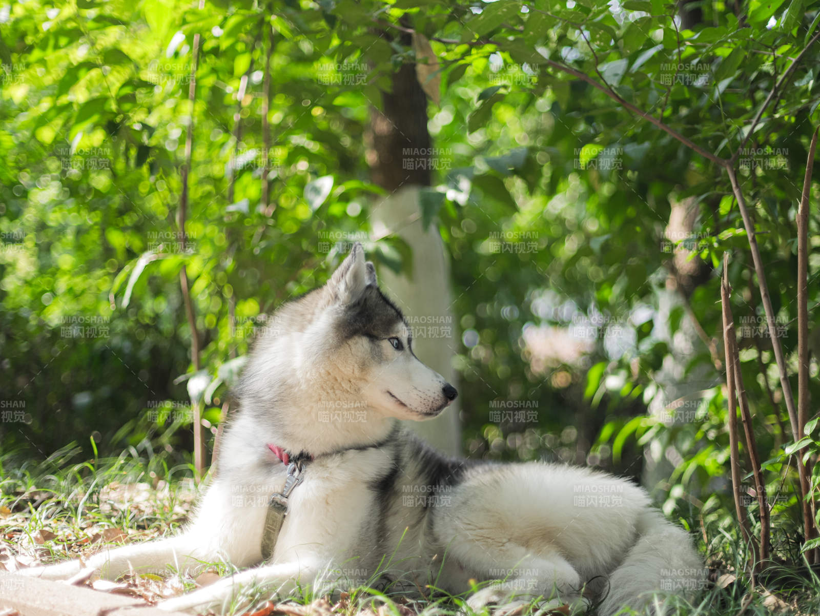 哈士奇林间休憩图片