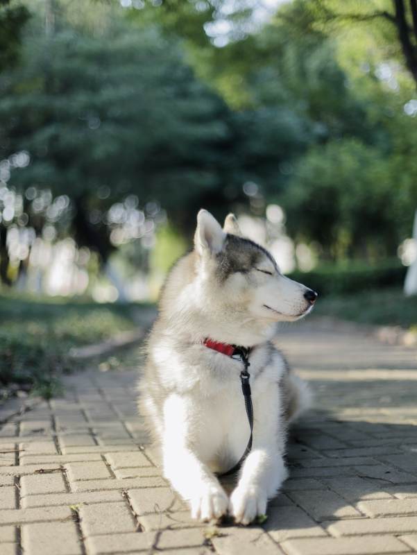 哈士奇静坐公园图片